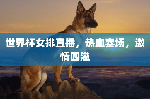 世界杯女排直播,热血赛场,激情四溢