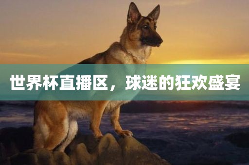 世界杯直播区，球迷的狂欢盛宴